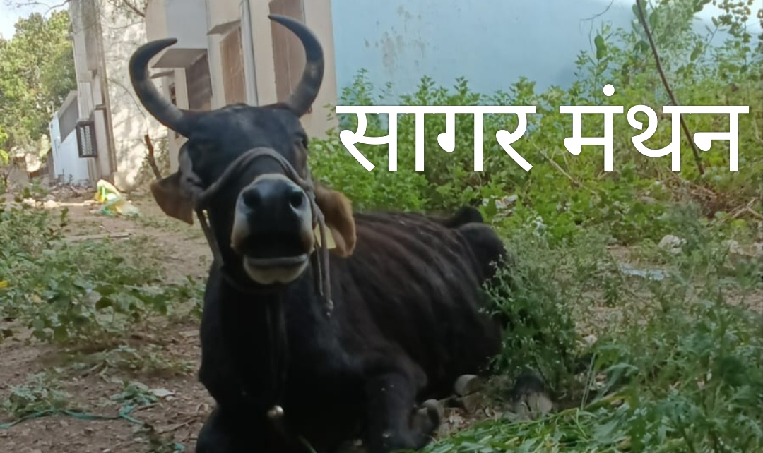 कलेक्टर एक्शन मोड में: बीमार गाय को लेकर मालिक पर एफआईआर के आदेश के बाद हरकत में आया मालिक