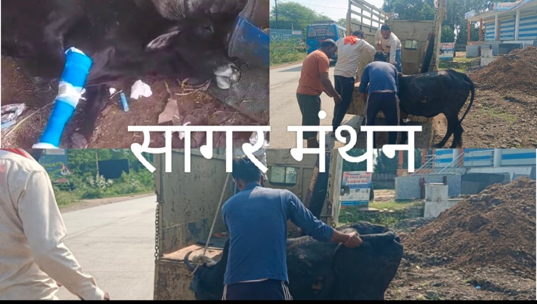 अज्ञात वाहन की टक्कर से गाय घायल,गौ सेवा दल ने किया रेस्क्यू; कान का टैग तोड़कर बेसहारा छोड़ने वालों पर कार्रवाई की मांग